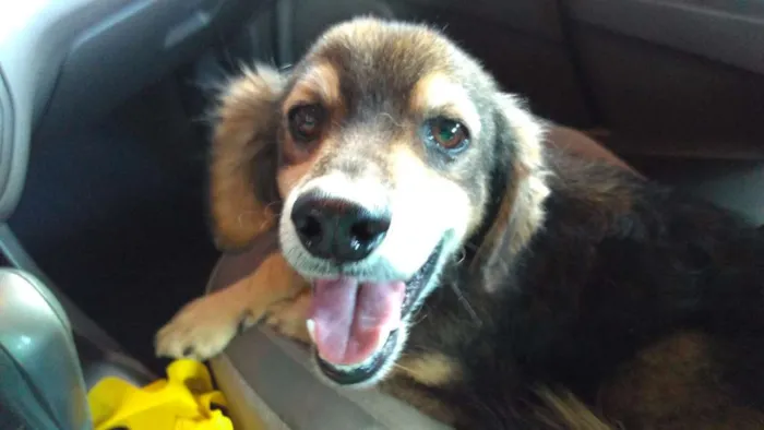 Cachorro ra a SRD idade 4 anos nome Nero