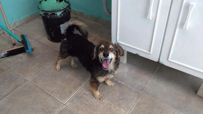 Cachorro ra a SRD idade 4 anos nome Nero