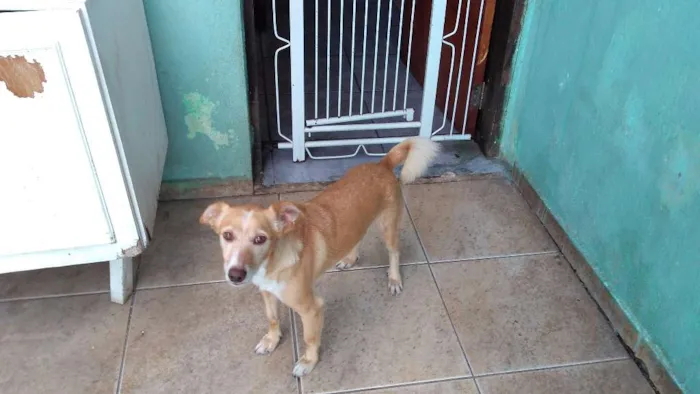 Cachorro ra a SRD idade 4 anos nome BOB