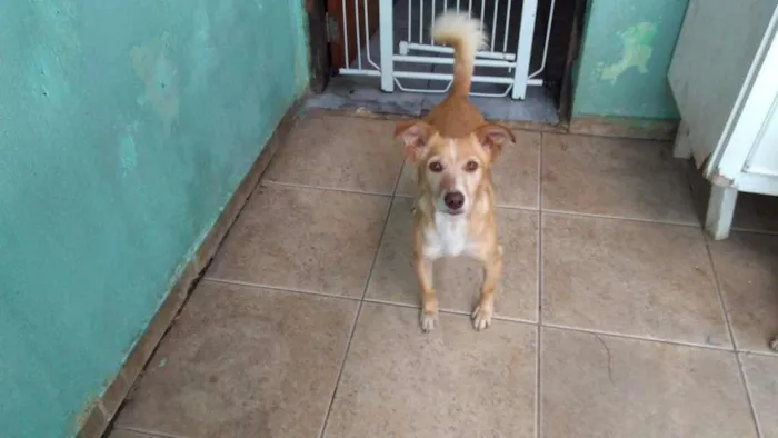 Cachorro ra a SRD idade 4 anos nome BOB