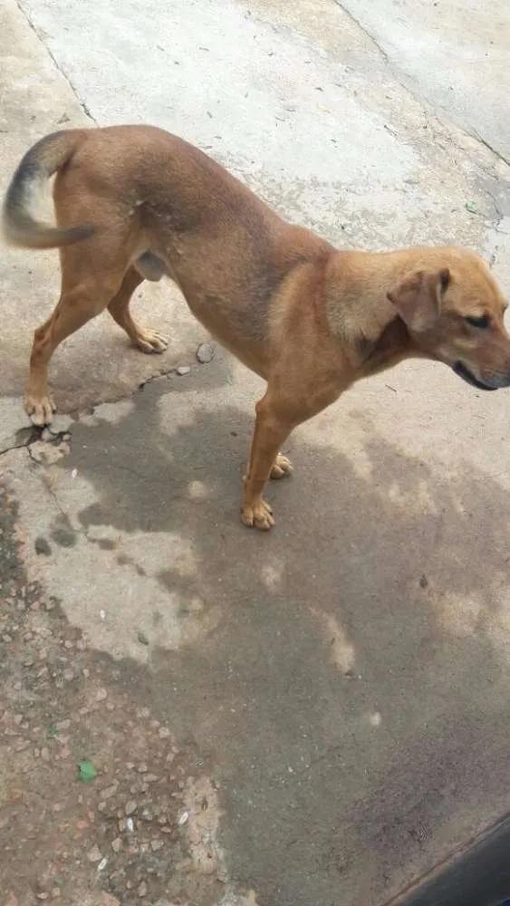 Cachorro ra a VIRA LATA idade 3 anos nome LEO 