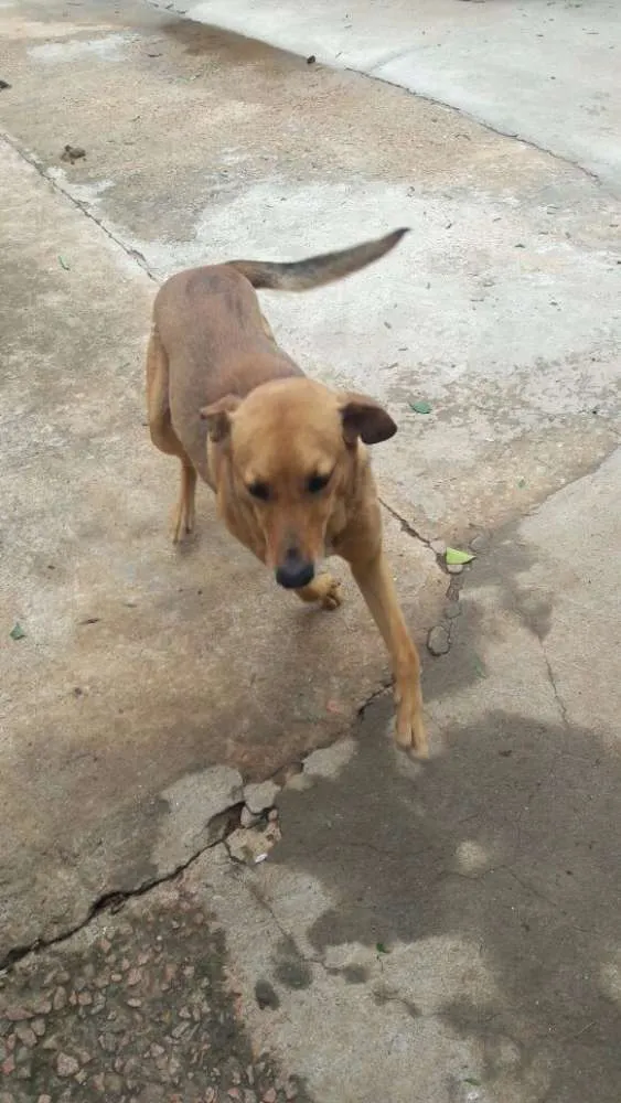 Cachorro ra a VIRA LATA idade 3 anos nome LEO 