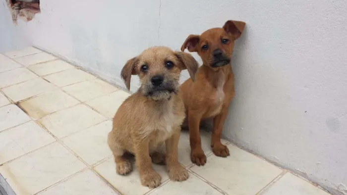 Cachorro ra a SRD idade 2 a 6 meses nome Hunter e Hime