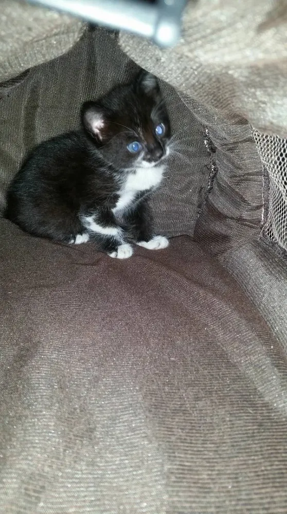 Gato ra a SRD idade Abaixo de 2 meses nome Pretinha