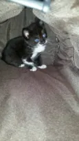Pretinha