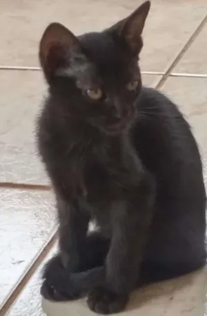 Gato raça SRD idade 2 a 6 meses nome preta