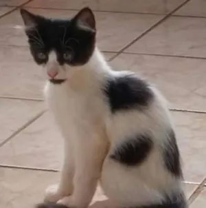 Gato raça SRD idade 2 a 6 meses nome malhado