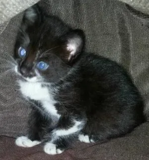 Gato raça SRD idade Abaixo de 2 meses nome Pretinha