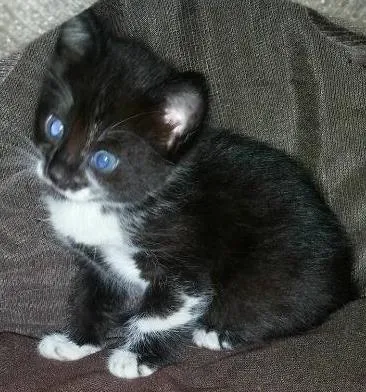 Gato ra a SRD idade Abaixo de 2 meses nome Pretinha