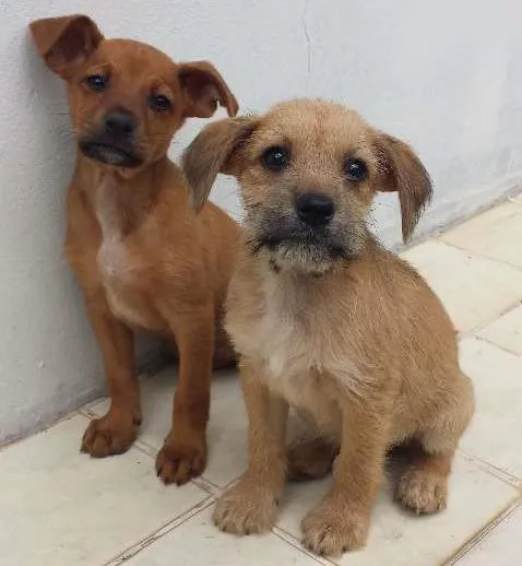 Cachorro ra a SRD idade 2 a 6 meses nome Hunter e Hime