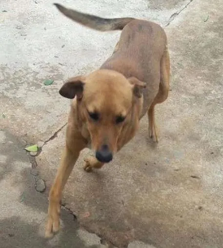 Cachorro ra a VIRA LATA idade 3 anos nome LEO 