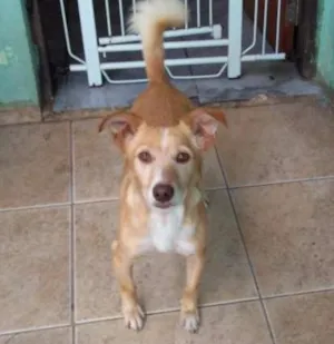 Cachorro raça SRD idade 4 anos nome BOB