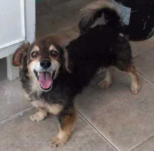 Cachorro raça SRD idade 4 anos nome Nero