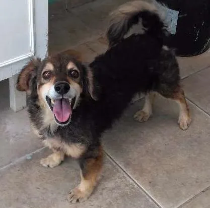 Cachorro ra a SRD idade 4 anos nome Nero