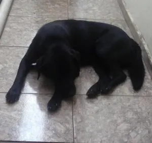 Cachorro raça Labrador idade 7 a 11 meses nome Nero