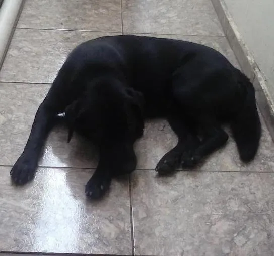 Cachorro ra a Labrador idade 7 a 11 meses nome Nero