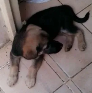 Cachorro raça vira lata idade 2 a 6 meses nome sem nome