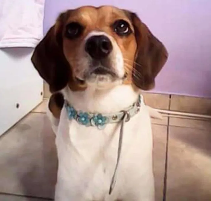 Cachorro ra a  idade 4 anos nome Nina
