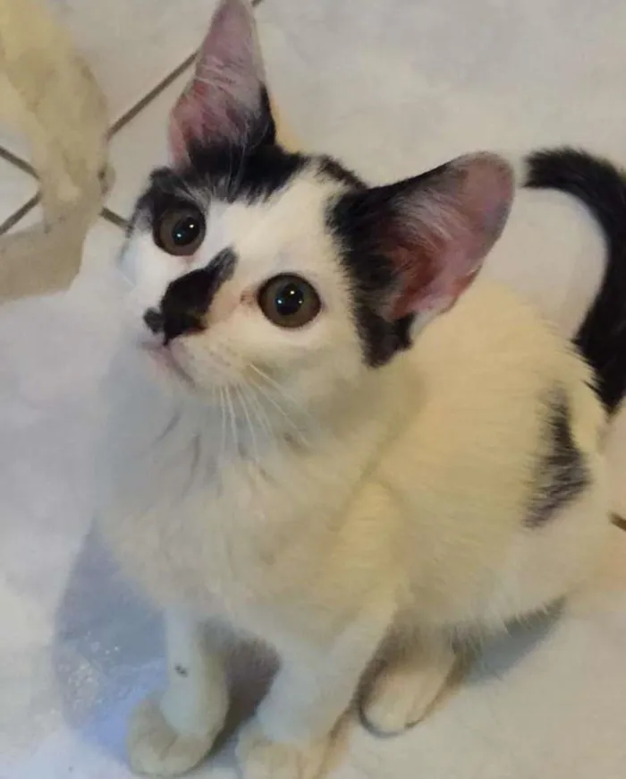 Gato ra a  idade 2 a 6 meses nome Floquinho