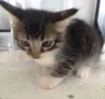 Gatinhos