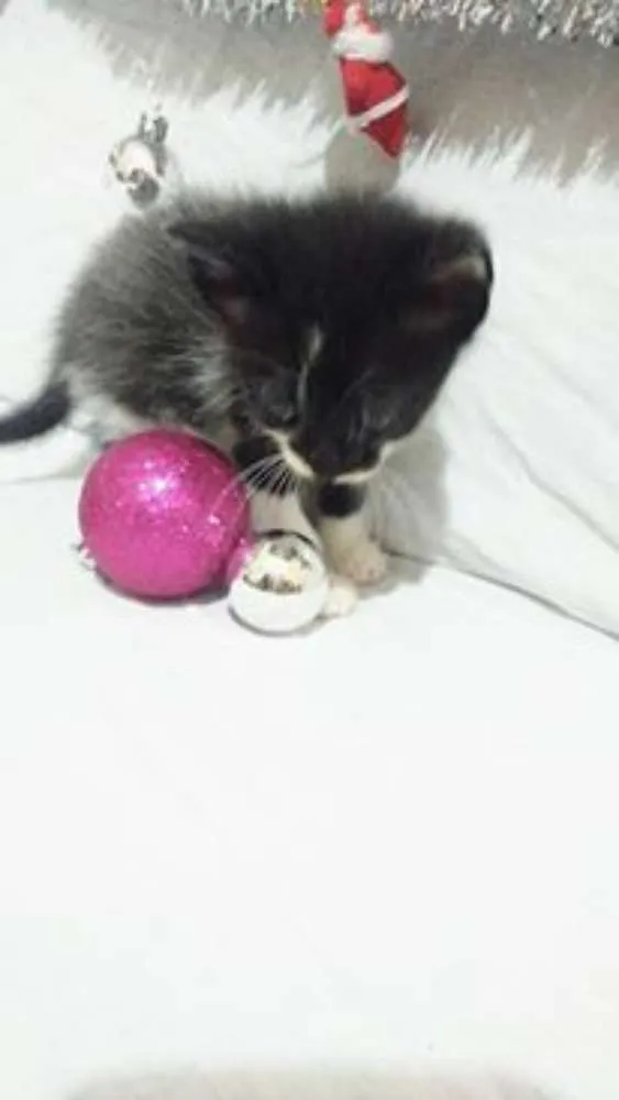 Gato ra a SRD idade Abaixo de 2 meses nome Sem nomes