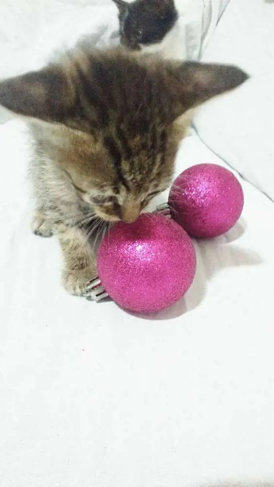 Gato ra a SRD idade Abaixo de 2 meses nome Sem nomes