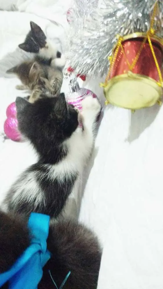 Gato ra a SRD idade Abaixo de 2 meses nome Sem nomes