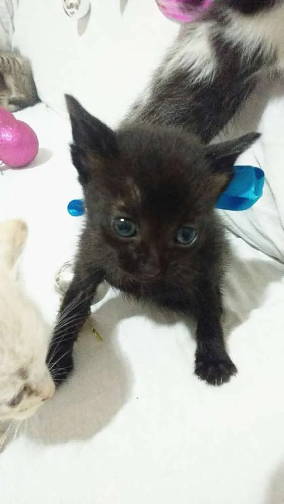 Gato ra a SRD idade Abaixo de 2 meses nome Sem nomes