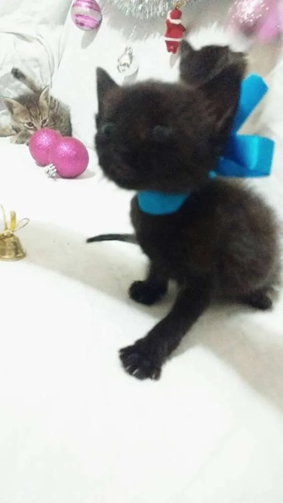 Gato ra a SRD idade Abaixo de 2 meses nome Sem nomes
