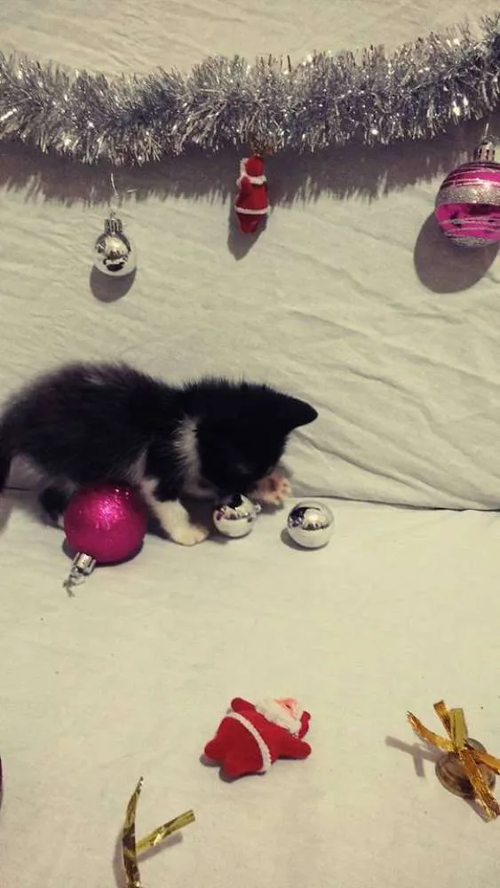 Gato ra a SRD idade Abaixo de 2 meses nome Sem nomes