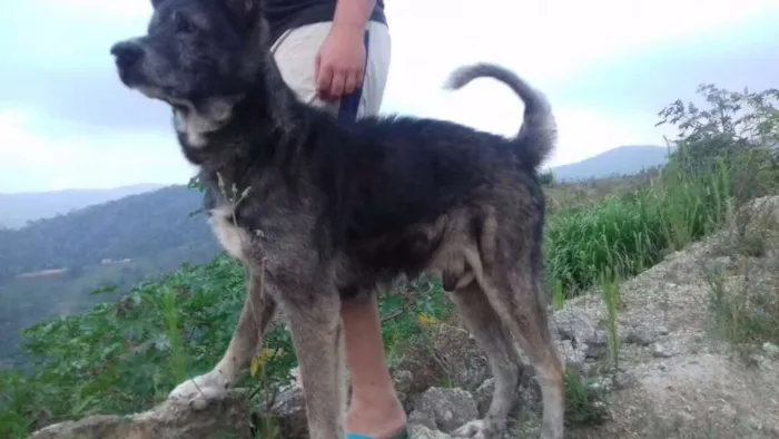 Cachorro ra a MESTIÇO DE AKITA idade 6 ou mais anos nome FIEL