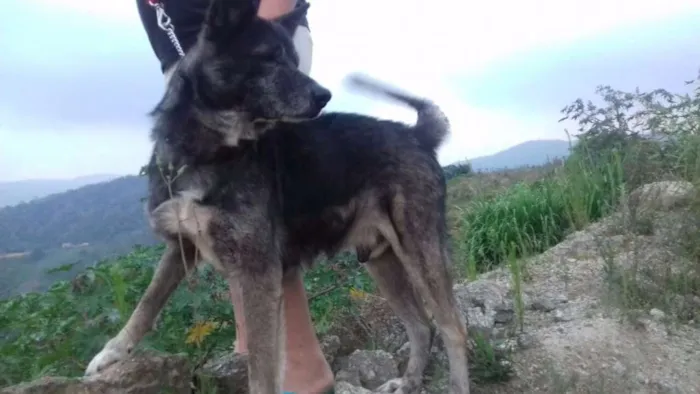 Cachorro ra a MESTIÇO DE AKITA idade 6 ou mais anos nome FIEL