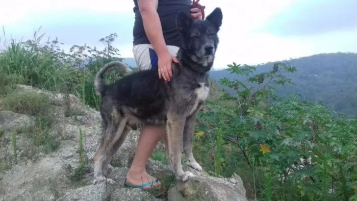 Cachorro ra a MESTIÇO DE AKITA idade 6 ou mais anos nome FIEL