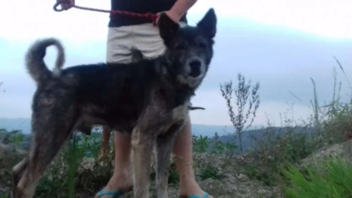 Cachorro ra a MESTIÇO DE AKITA idade 6 ou mais anos nome FIEL