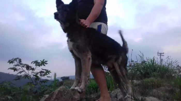 Cachorro ra a MESTIÇO DE AKITA idade 6 ou mais anos nome FIEL