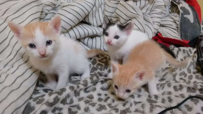 Gato ra a  idade 2 a 6 meses nome Vitória, Rengar e Ol