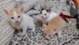 Vitória, Rengar e Ol