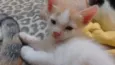 Vitória, Rengar e Ol