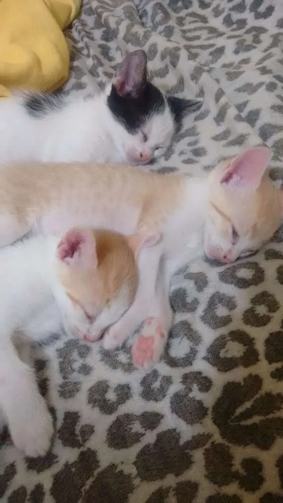 Gato ra a  idade 2 a 6 meses nome Vitória, Rengar e Ol