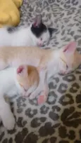 Vitória, Rengar e Ol