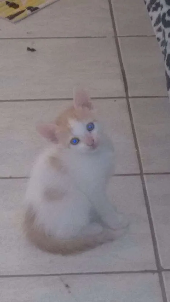 Gato ra a  idade 2 a 6 meses nome Vitória, Rengar e Ol