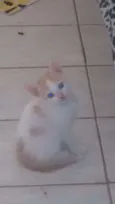 Vitória, Rengar e Ol