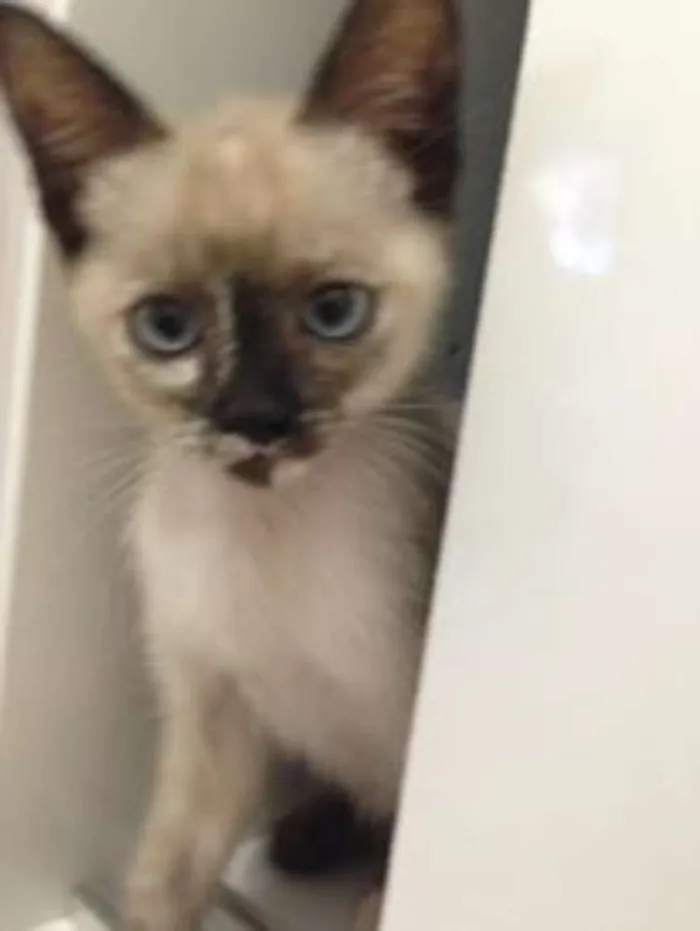 Gato ra a SRD idade 2 a 6 meses nome Sem nomes