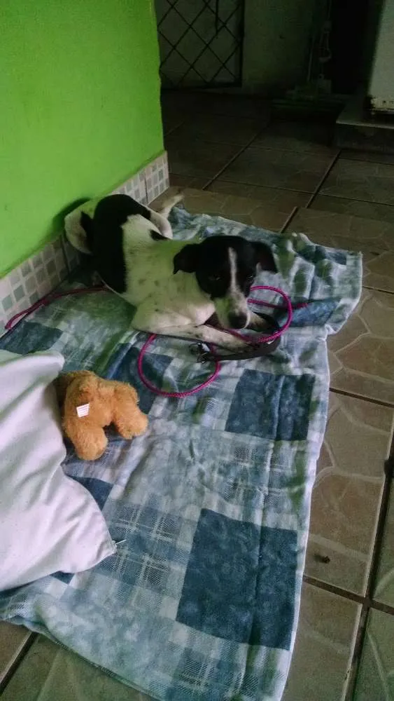 Cachorro ra a Srd idade 7 a 11 meses nome Não sei