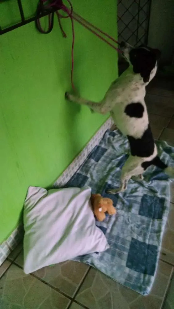 Cachorro ra a Srd idade 7 a 11 meses nome Não sei