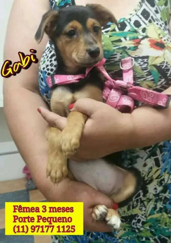Cachorro ra a SRD idade 2 a 6 meses nome Bebês