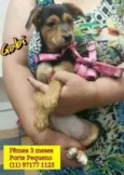 Bebês