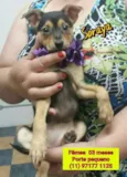 Bebês