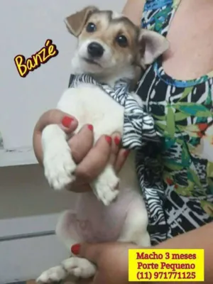 Cachorro raça SRD idade 2 a 6 meses nome Bebês