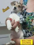 Bebês